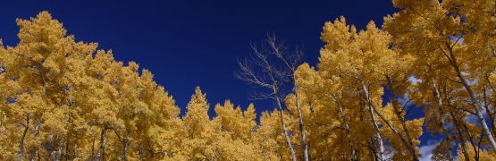Fall Foilage